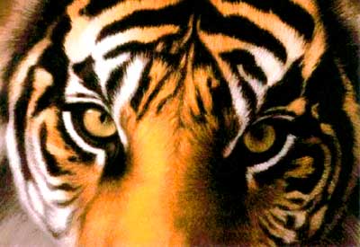 Eyes of the Tigers 1